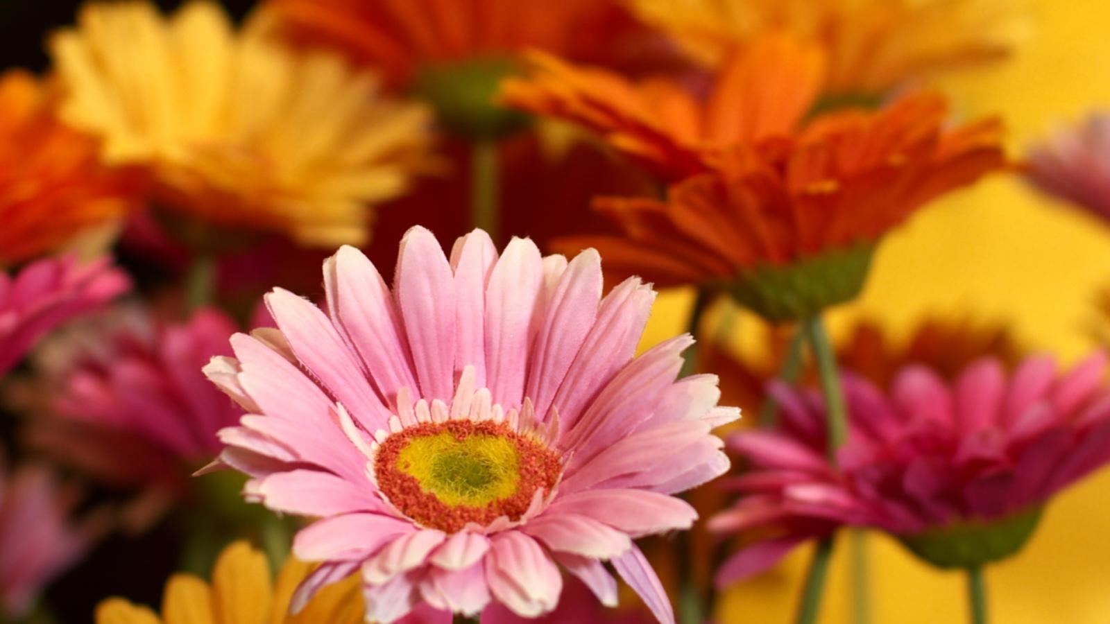 Silkka Flowers for Life