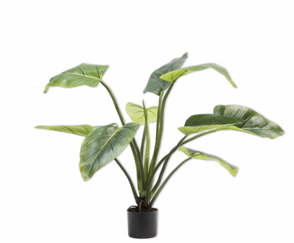 PHILODENDRON  VERT  91 CM