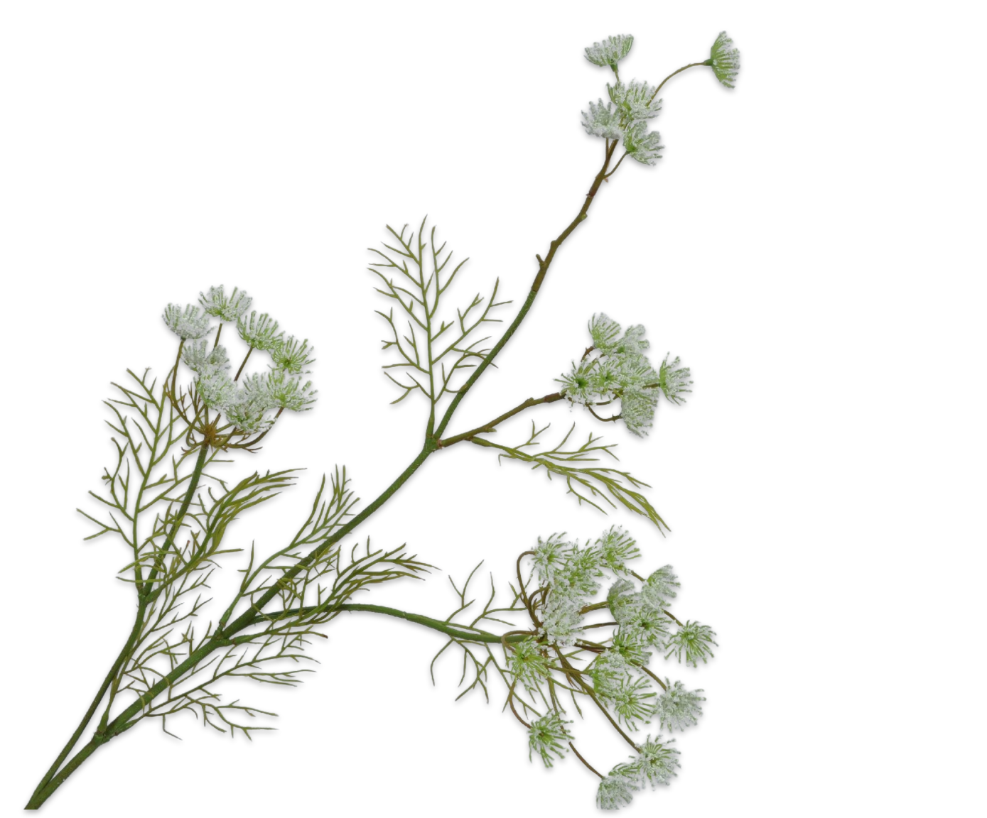 DILL ZWEIG WEIß  84 CM