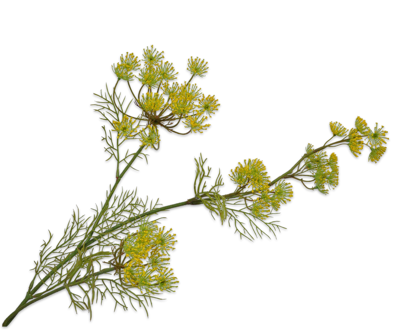 QUEEN AN LACE SPRAY YELLOW  84 CM