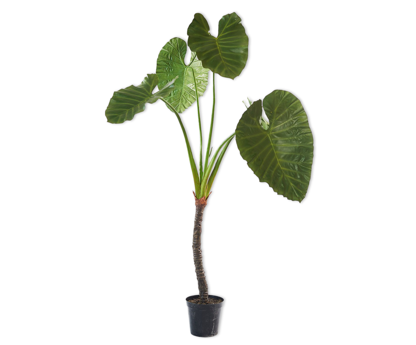 ALOCASIA I/TOPF GRN DK  220 CM