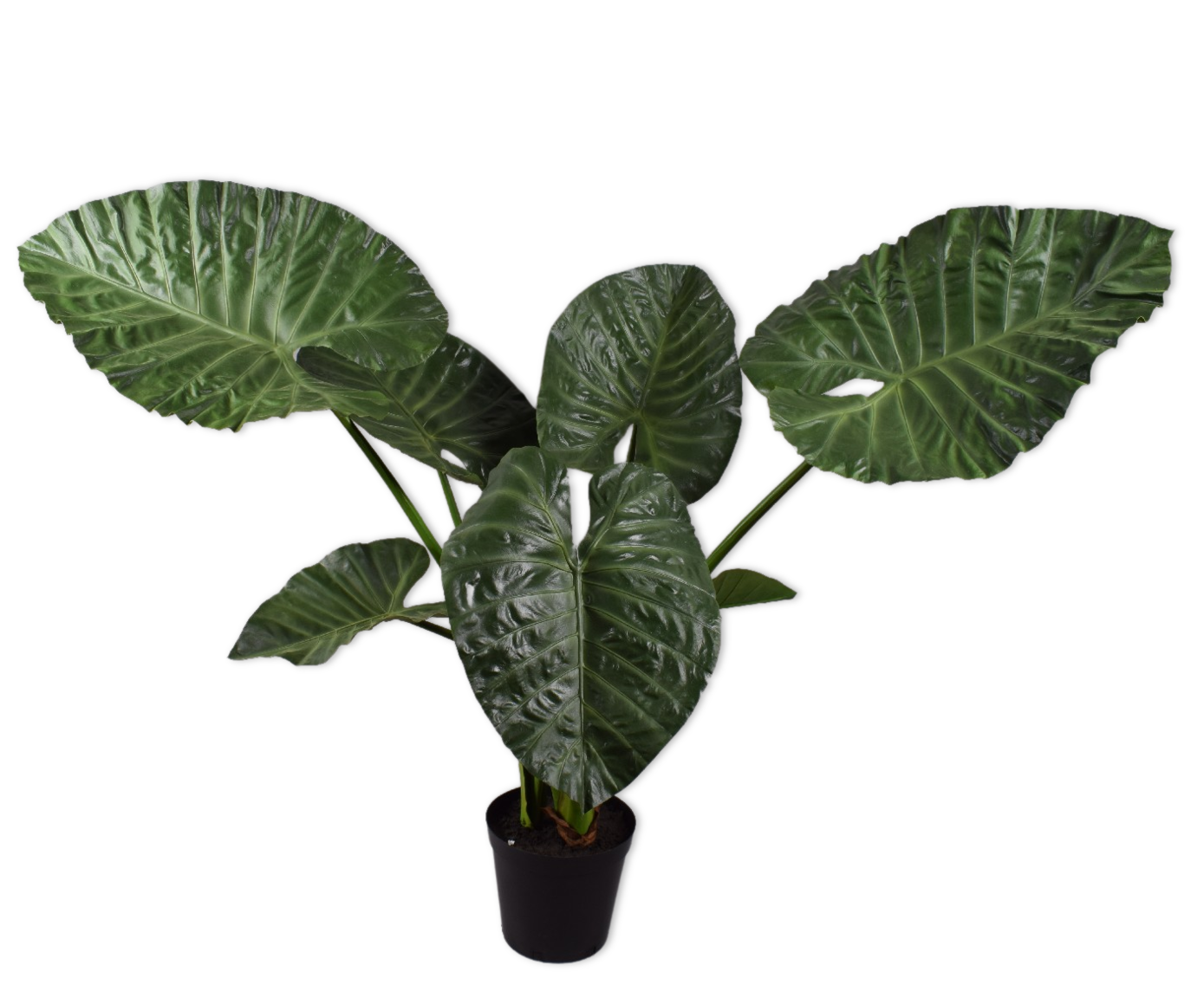 ALOCASIA I/TOPF GRÜN  124 CM