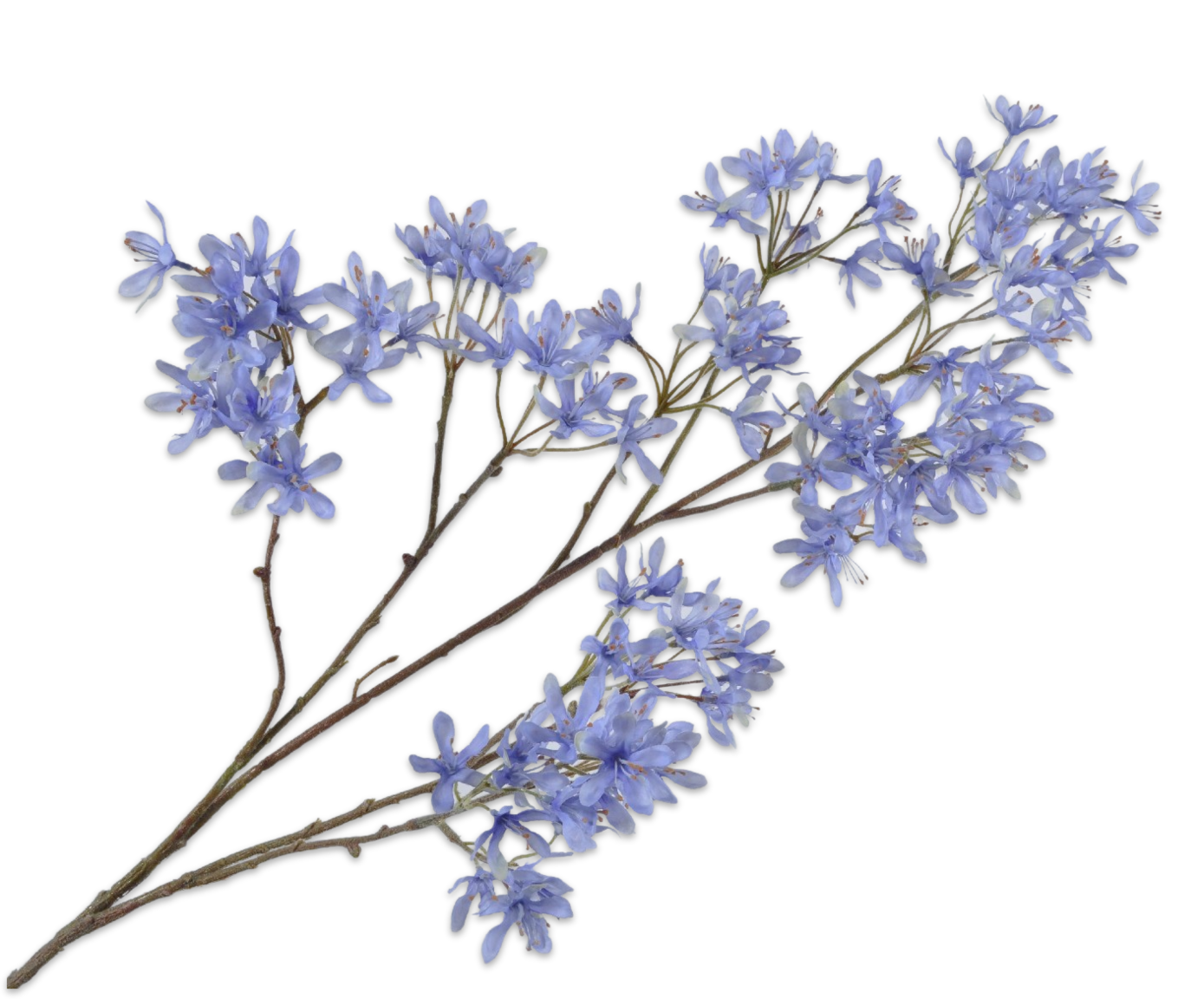 CAMPANULA TAK BLW LT 113 cm