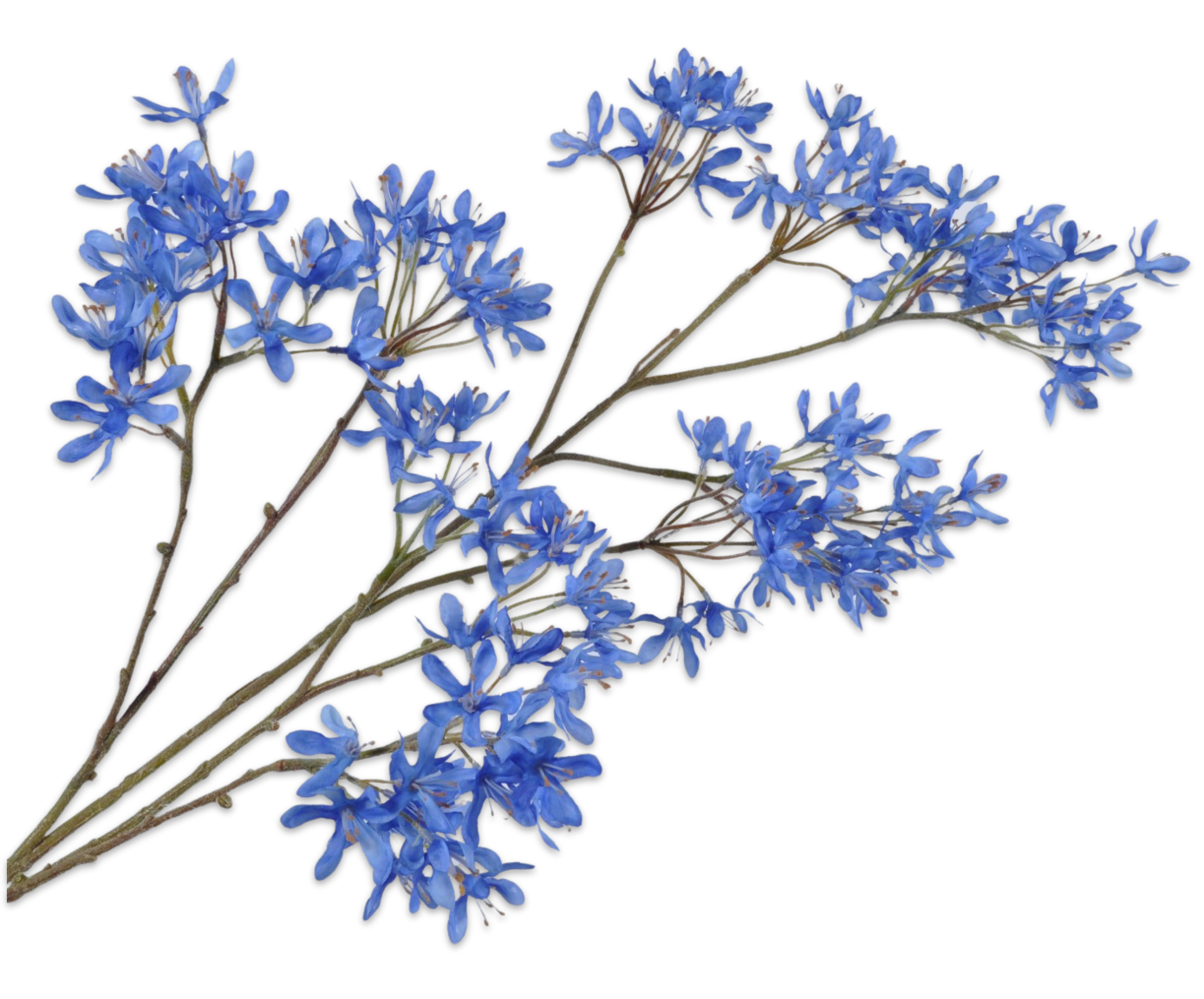 CAMPANULA TAK BLAUW 113 cm