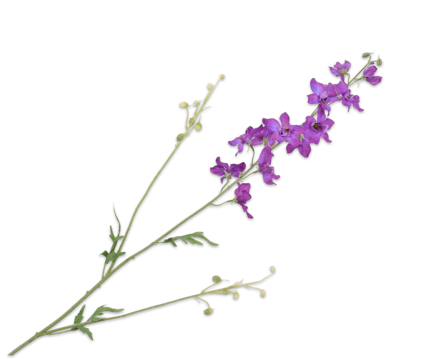 DELPHINIUM TAK LAVEND 101 cm
