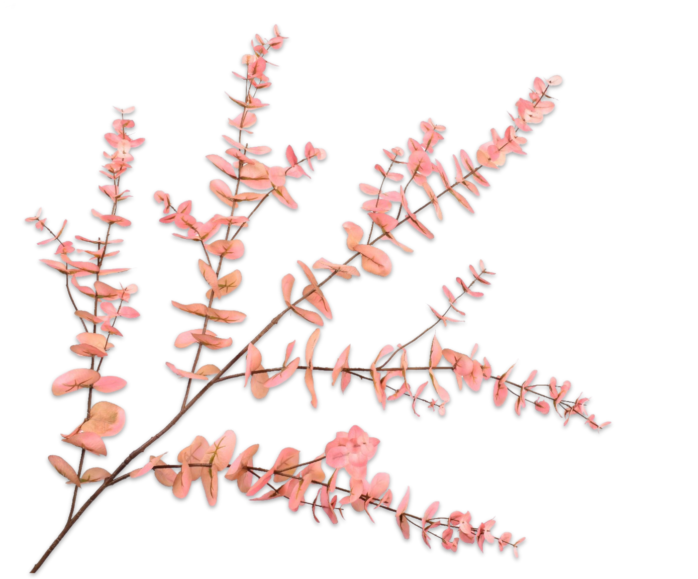 EUCALIPTO RAMA ROS/BR  143 CM