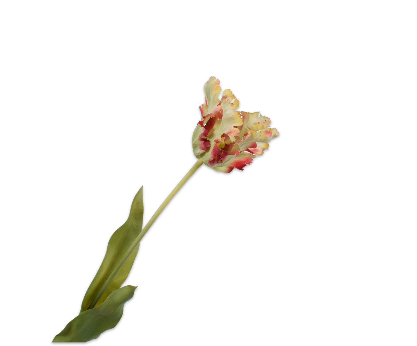 TULPE STIEL ROT/GRN RT  71 CM