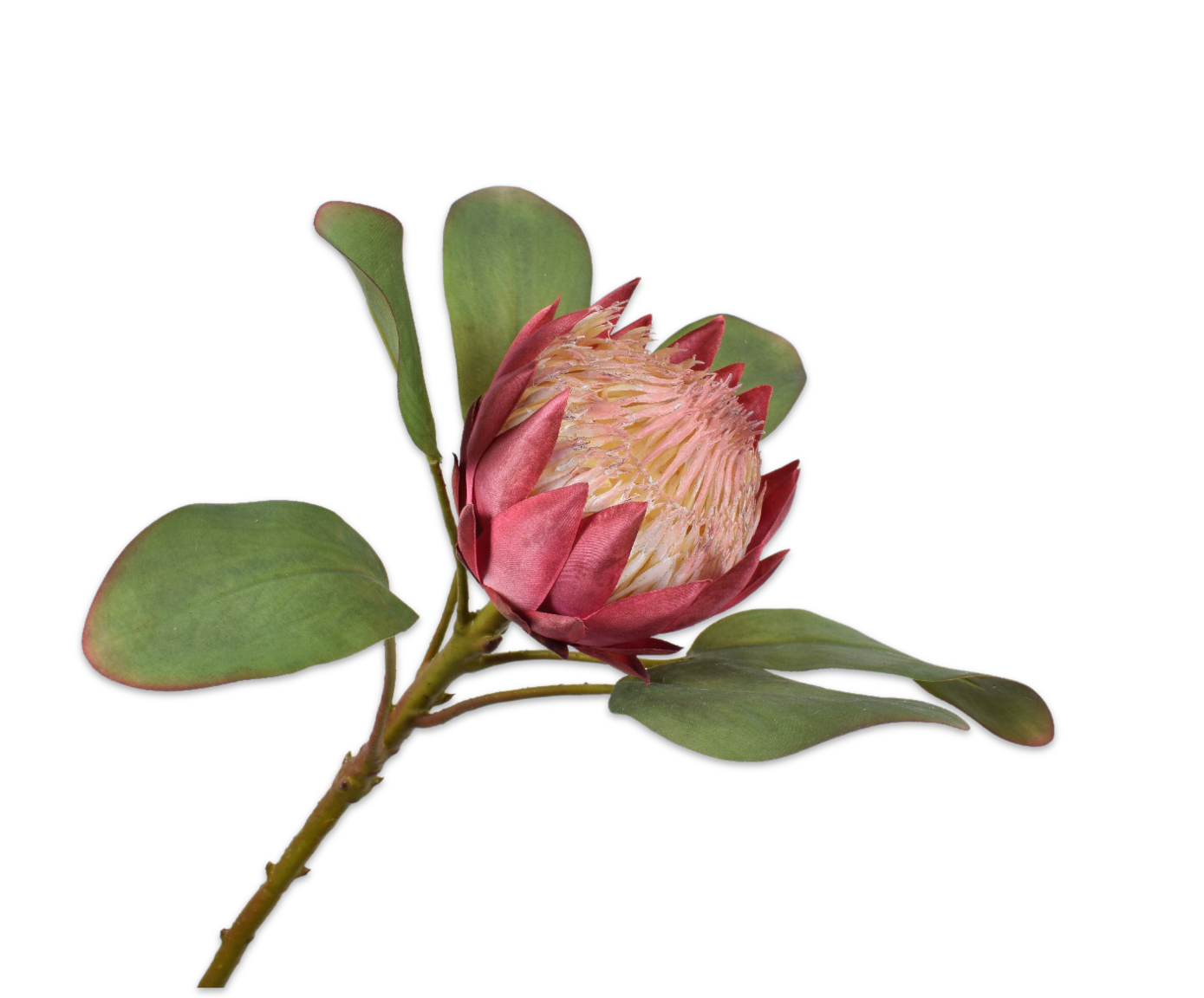 PROTEA STEEL ROZE 65 cm