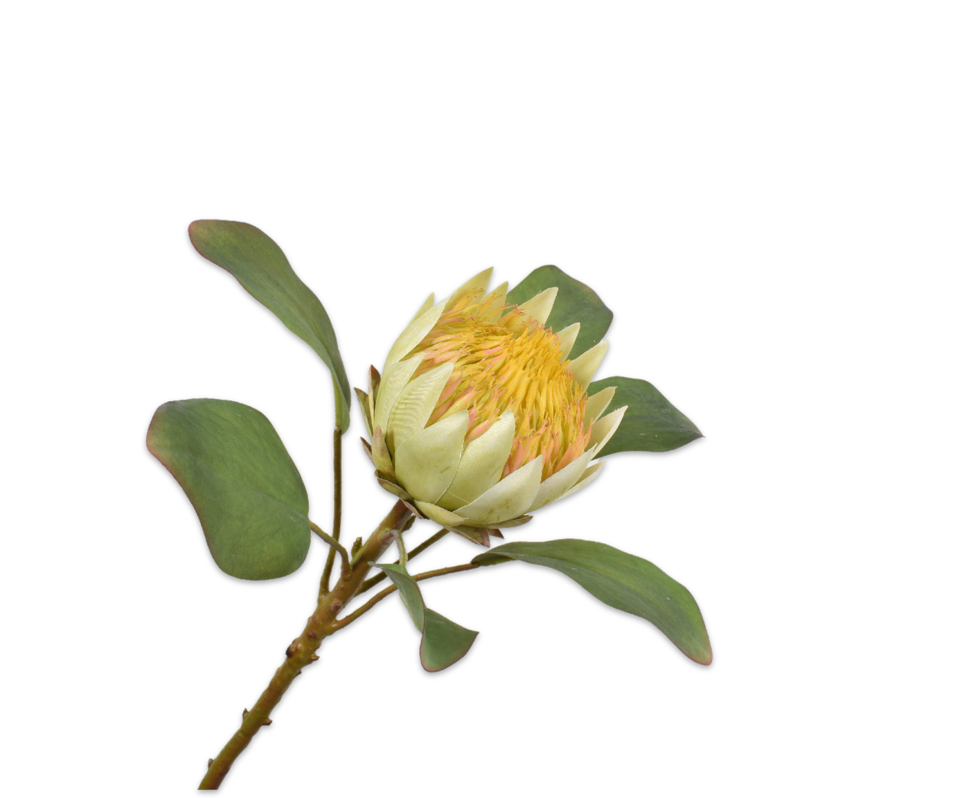 PROTEA STEEL GEEL 65 cm