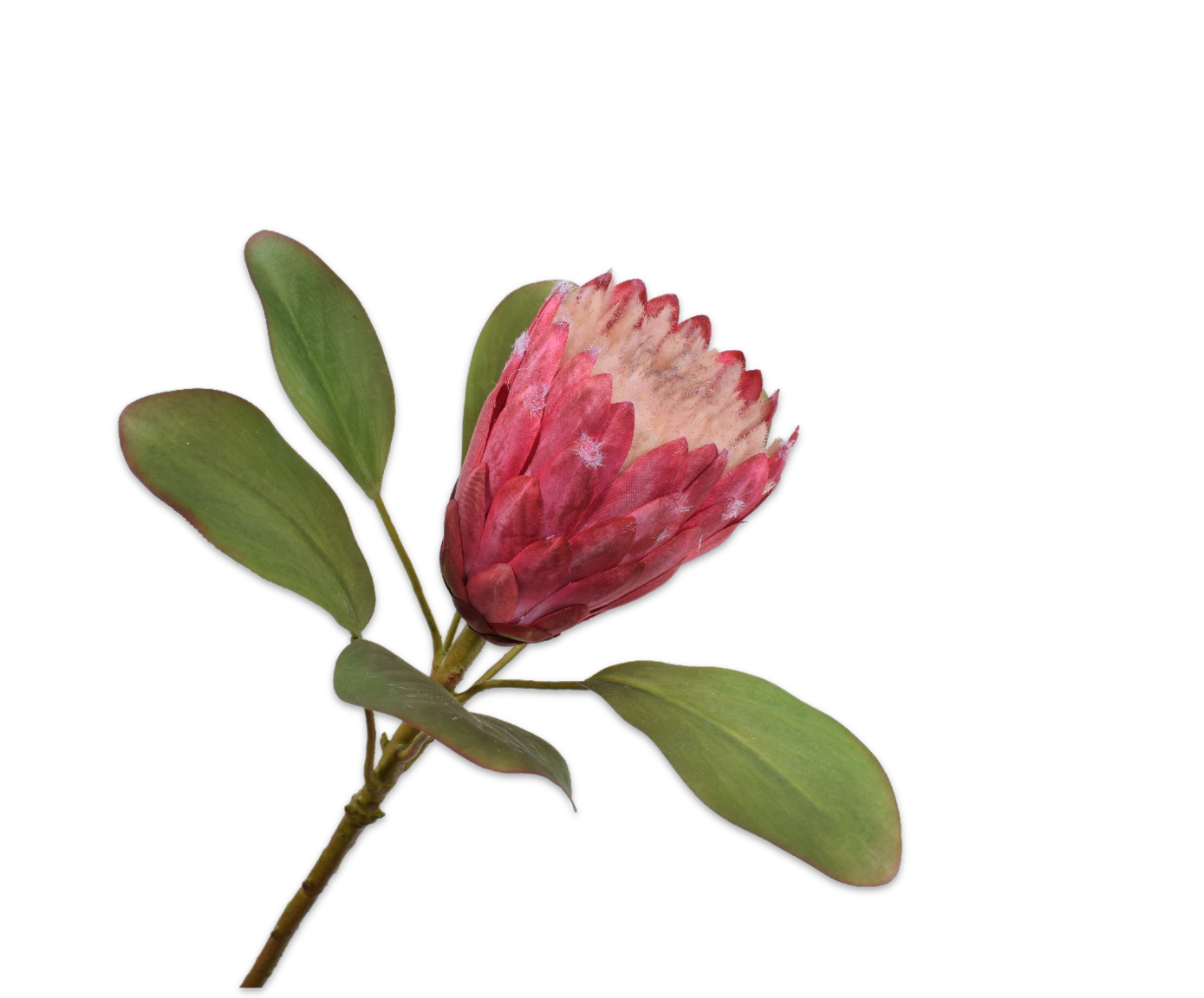 PROTEA STEEL ROZE 70 cm