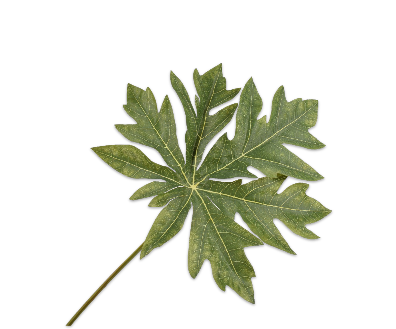 HOJA&#x20;&#x20;VERDE&#x20;&#x20;70&#x20;CM