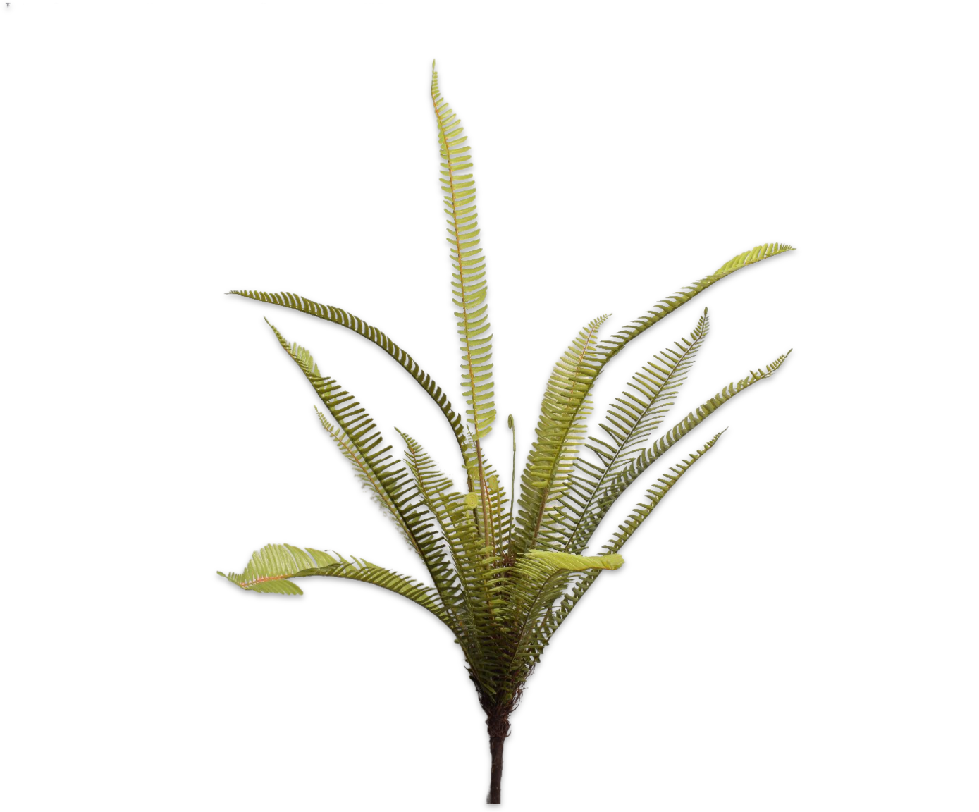 FARN BUSCH GRÜN  88 CM