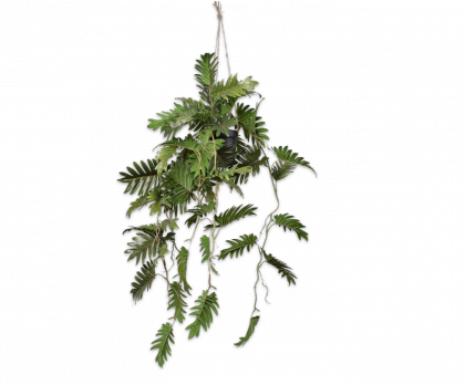 PHILODENDRON HANG GREEN  104 CM