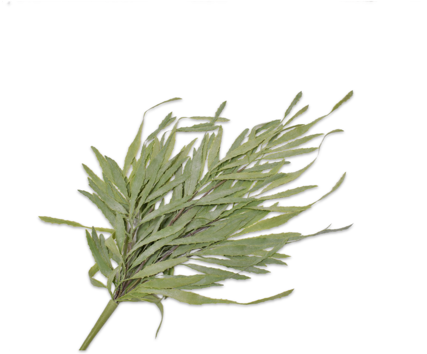 SUCCULENT BUSH GRN LT  71 CM