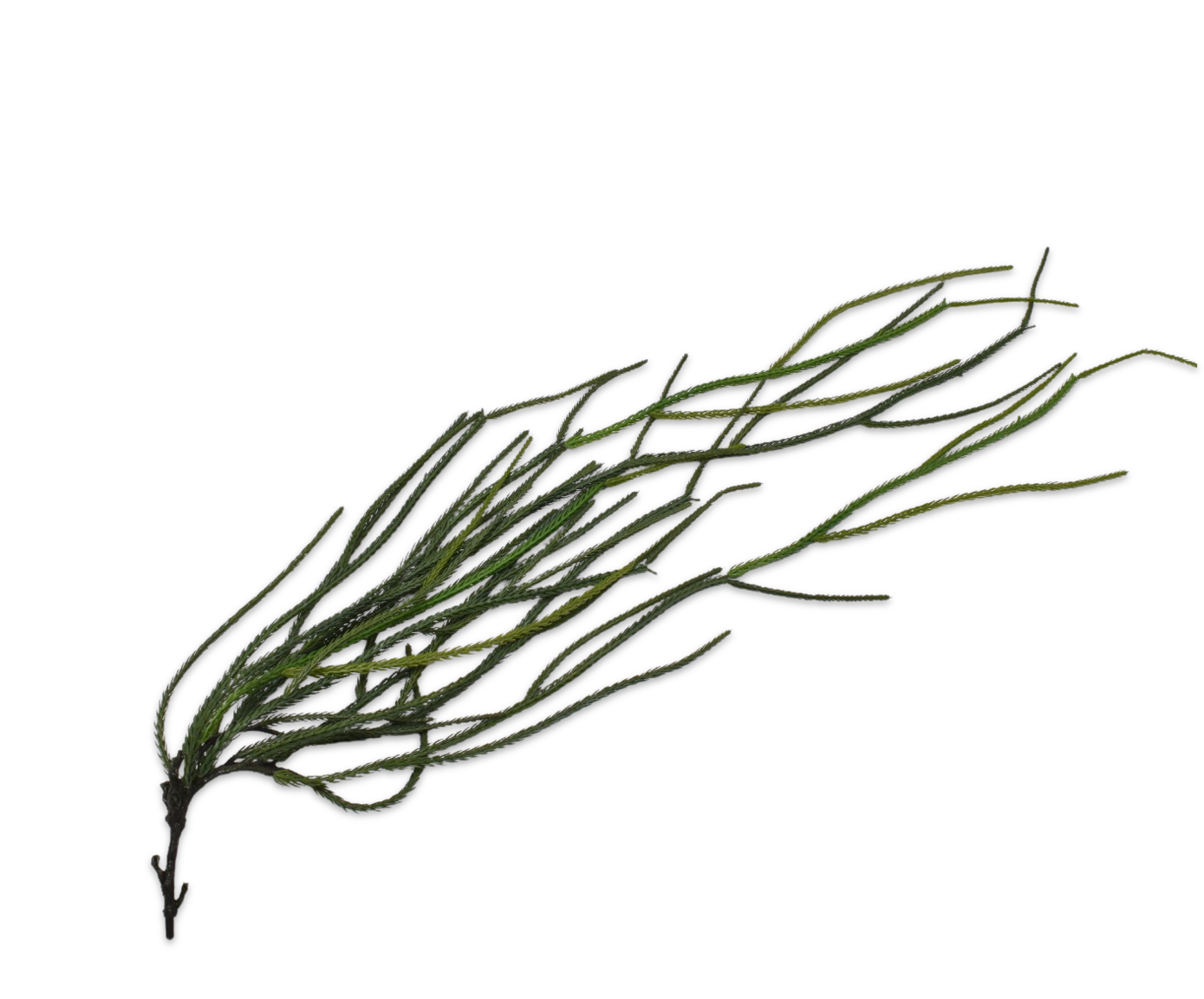 SUCCULENT HANG GRN DK  97 CM