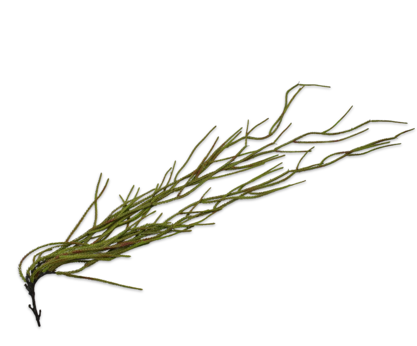 SUCCULENT HANG BOR/GRN 135 cm