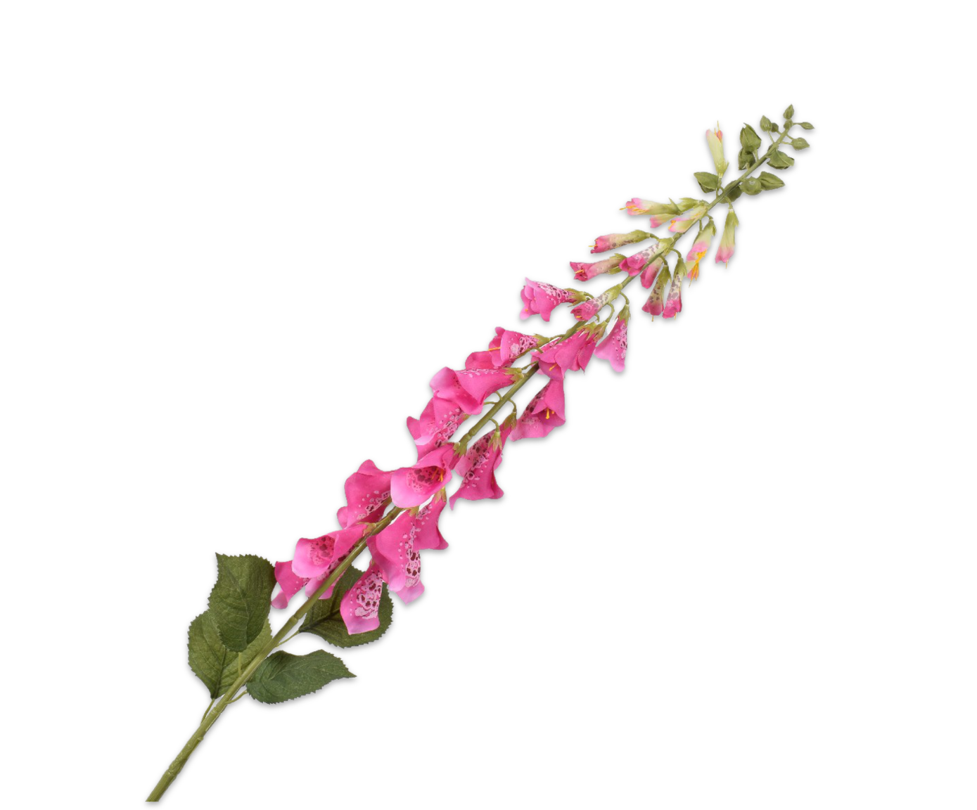 DIGITALIS STIEL FUCHSIE  127 CM