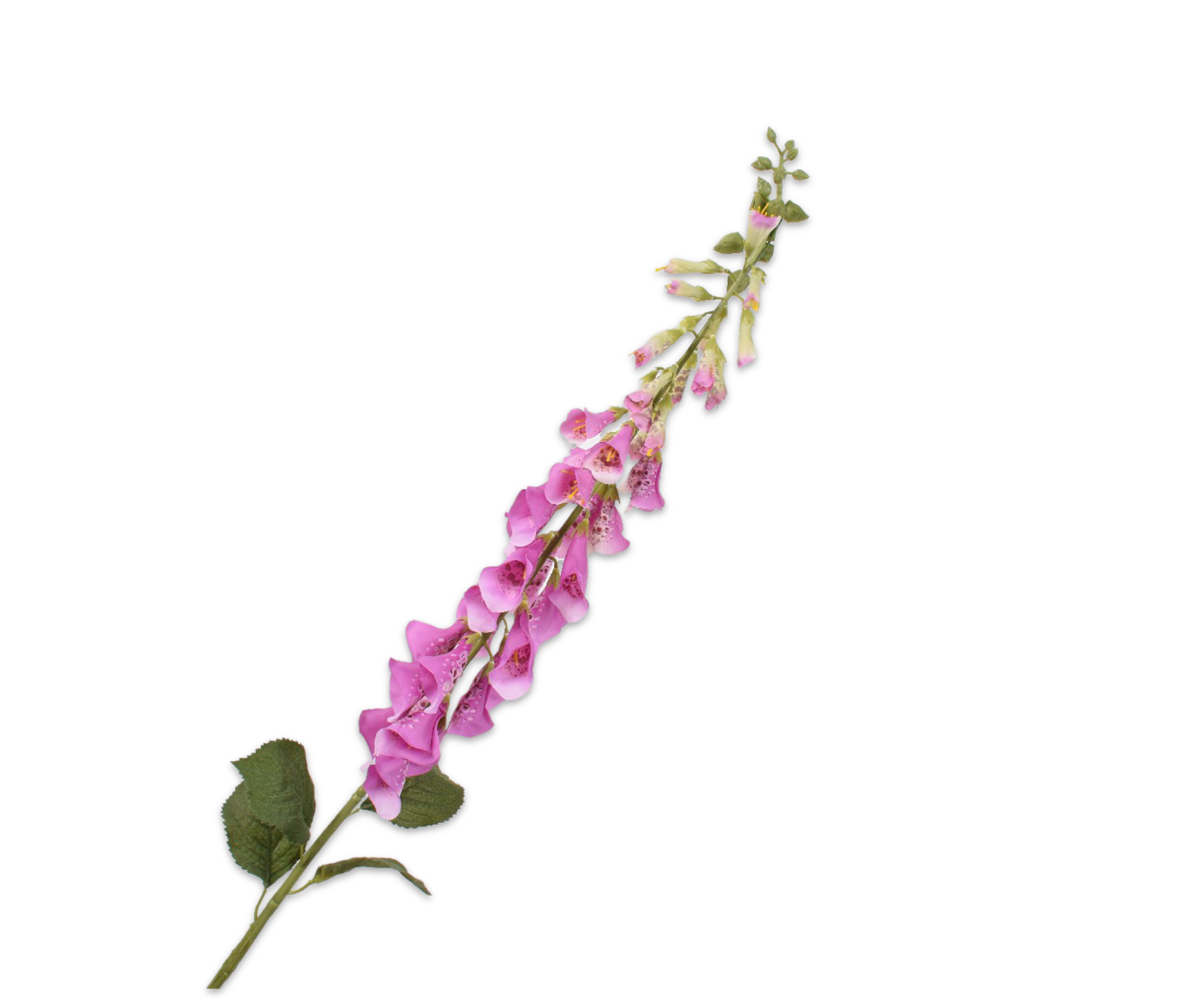 DIGITALIS STIEL VIOLETT  127 CM