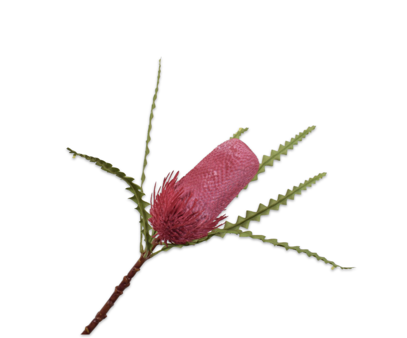 PROTEA STEEL ROZE  78 cm