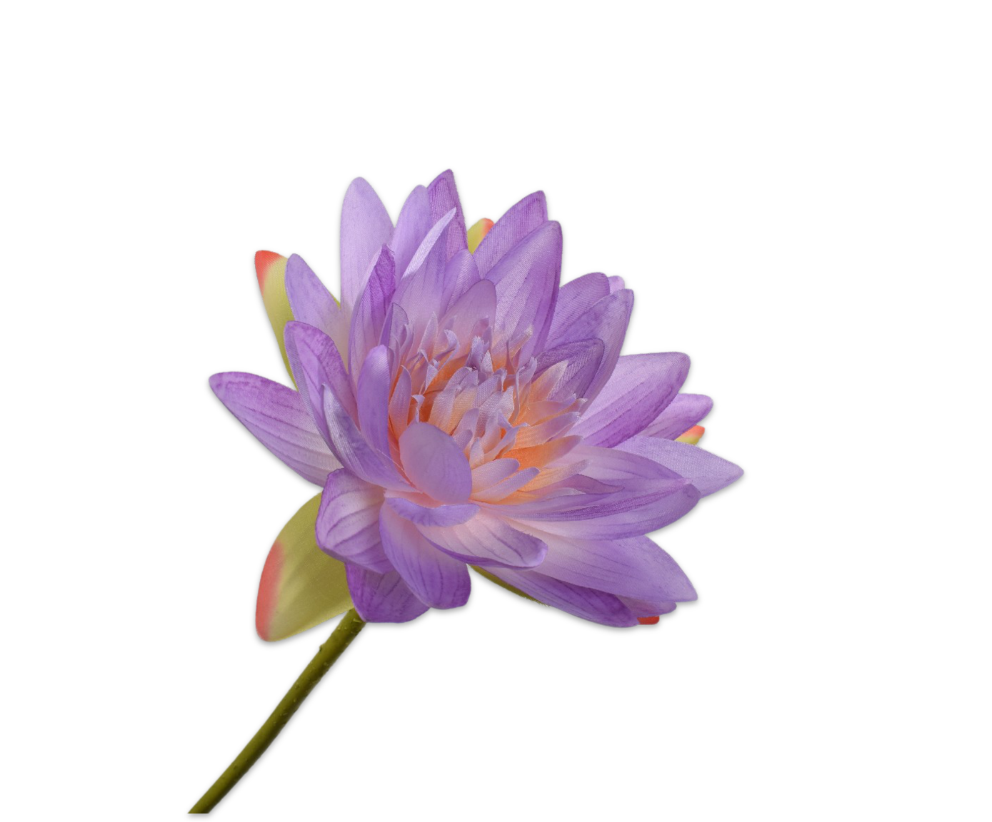 WATERLELIE STEEL PRS LT 75 cm