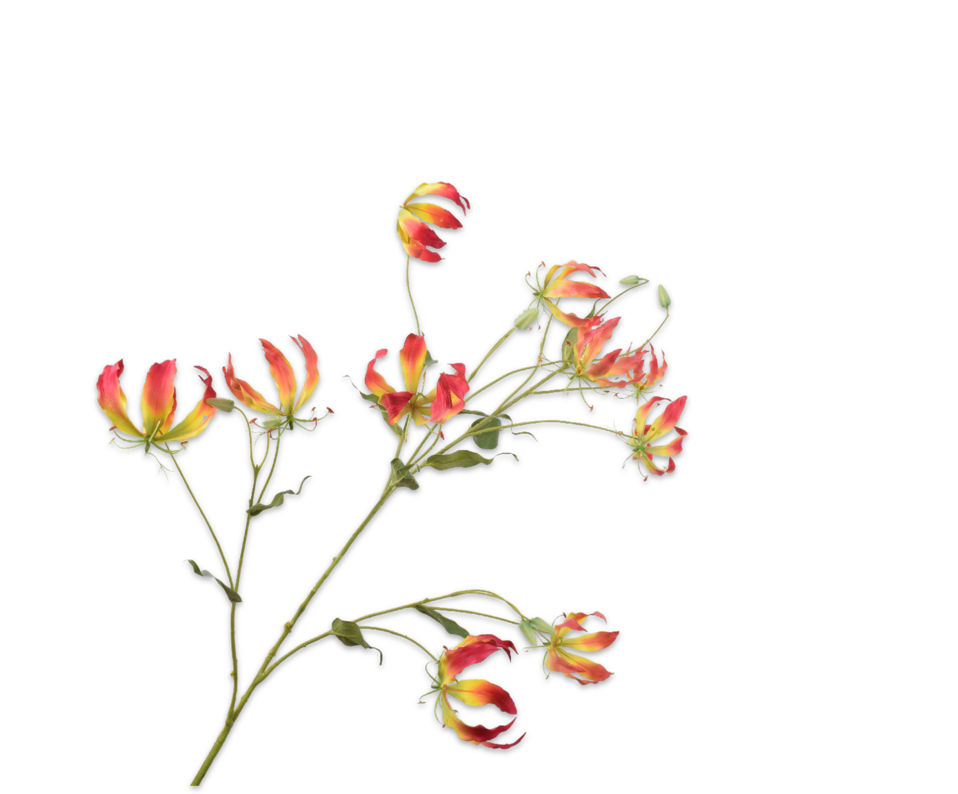 GLORIOSA RAMO GIA/ROSA  130 CM