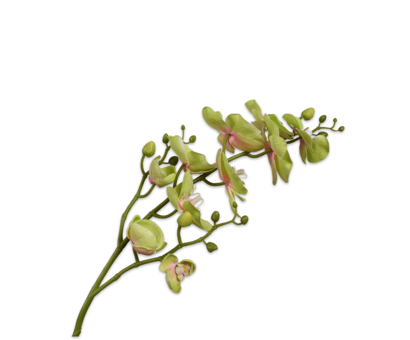 PHALAENOPSIS RAMIFIÉE VERT  89 CM