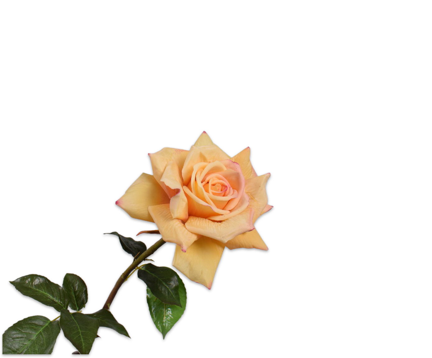 ROOS STEEL GEEL RT 69 cm