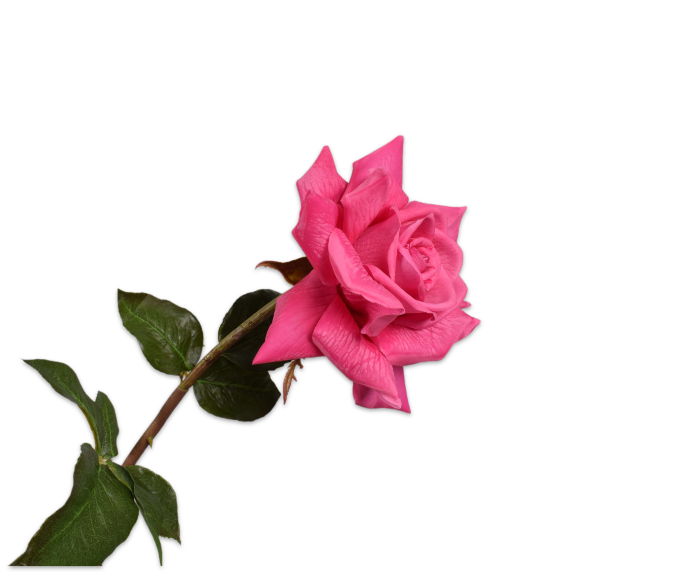 ROOS STEEL ROZ/BTY RT 69 cm