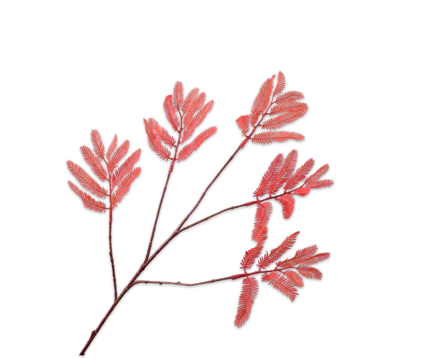 MIMOSA TAK ROOD 83 cm