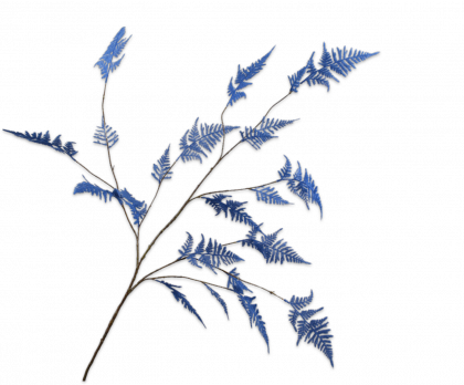 ASPARAGUS SPRAY BLUE  141 CM