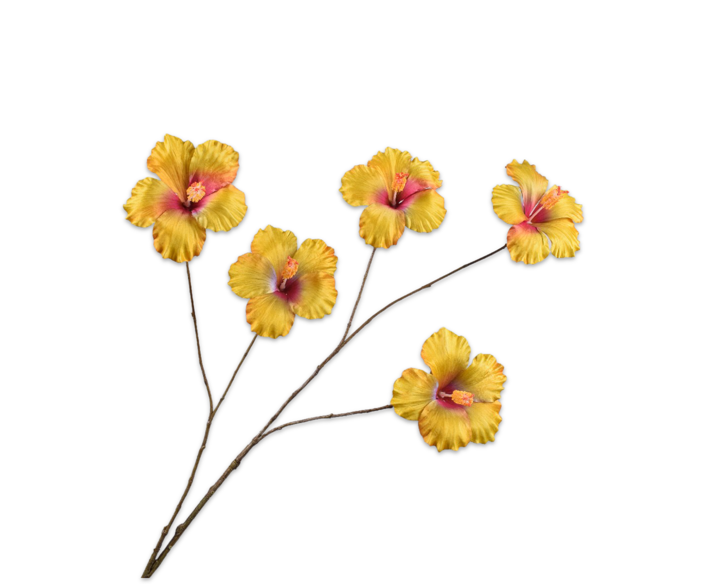 HIBISCUS RAMA AMA/NAR  110 CM