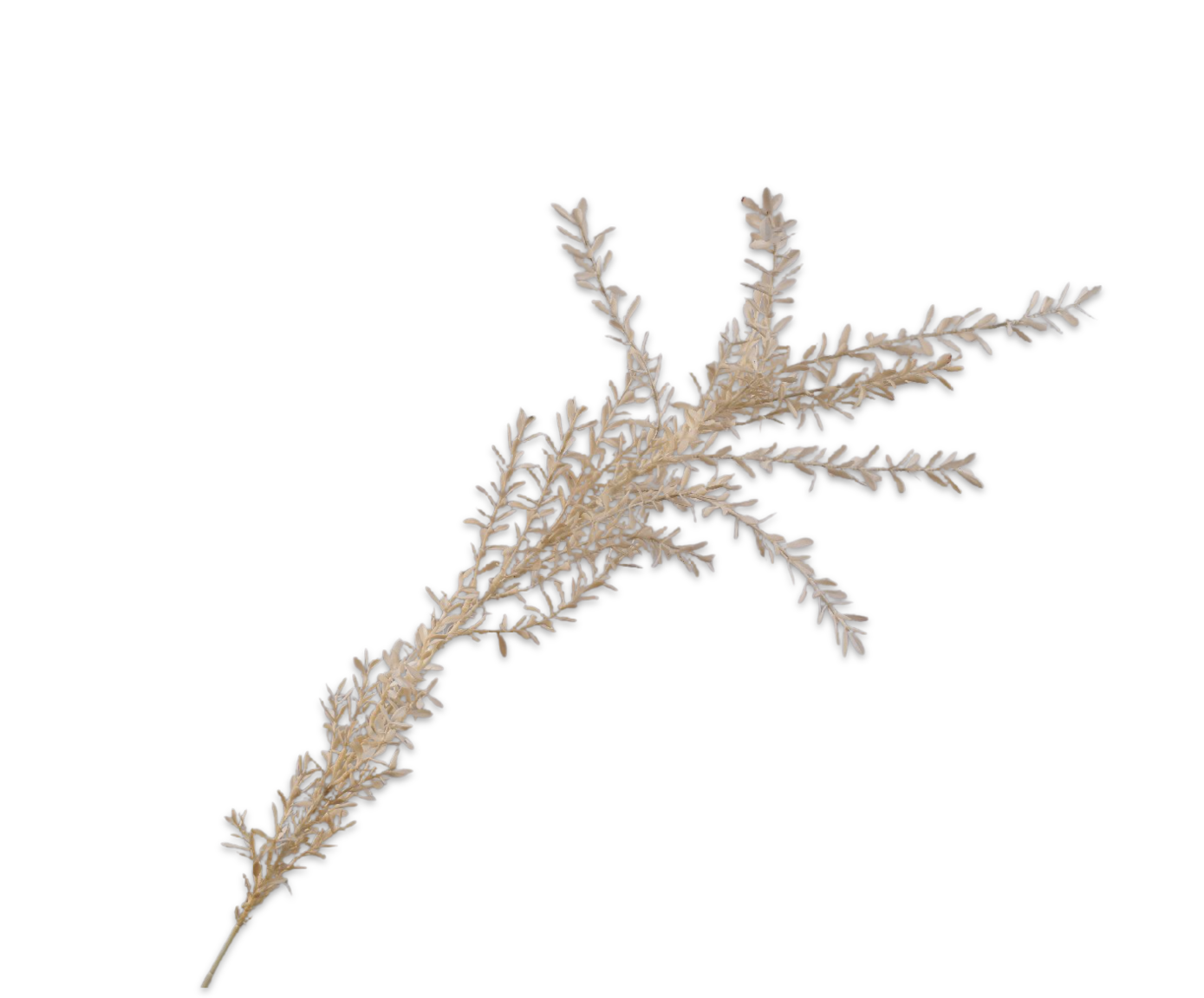 RUSCUS RAMO AVORIO  89 CM