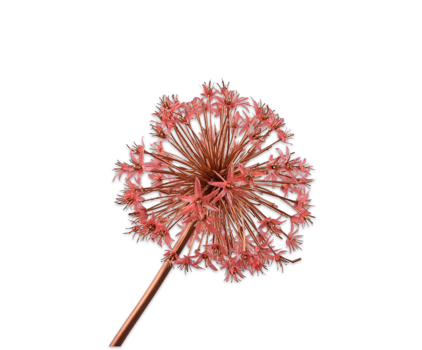 ALLIUM PÉDONCULE ORANGE  100 CM