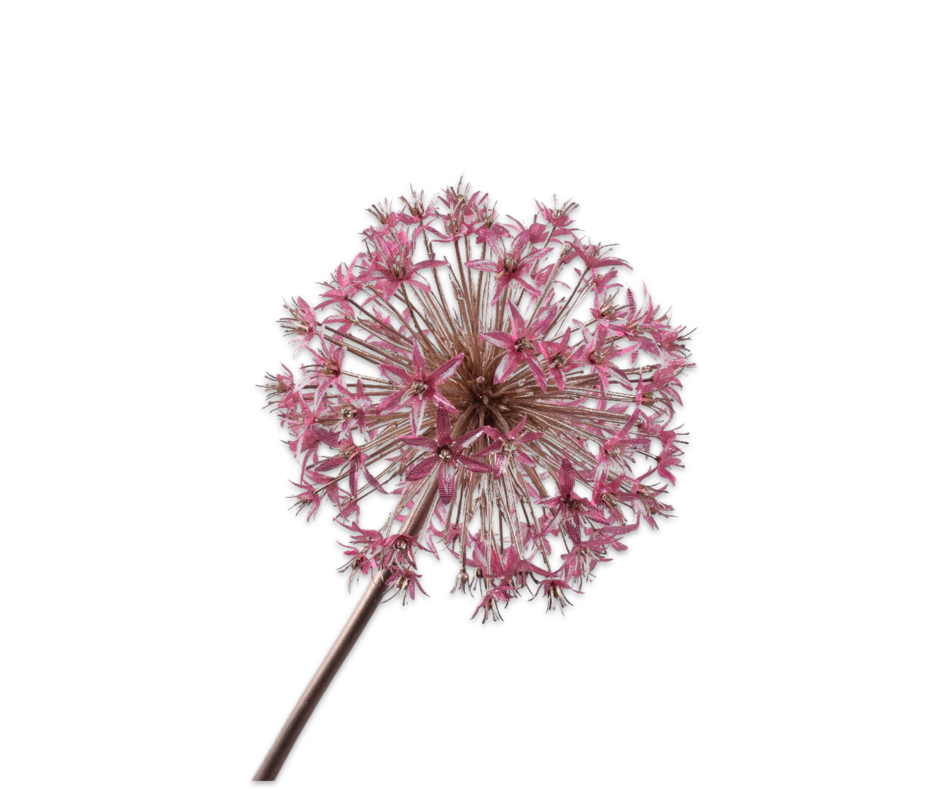 ALLIUM PÉDONCULE ROSE  100 CM