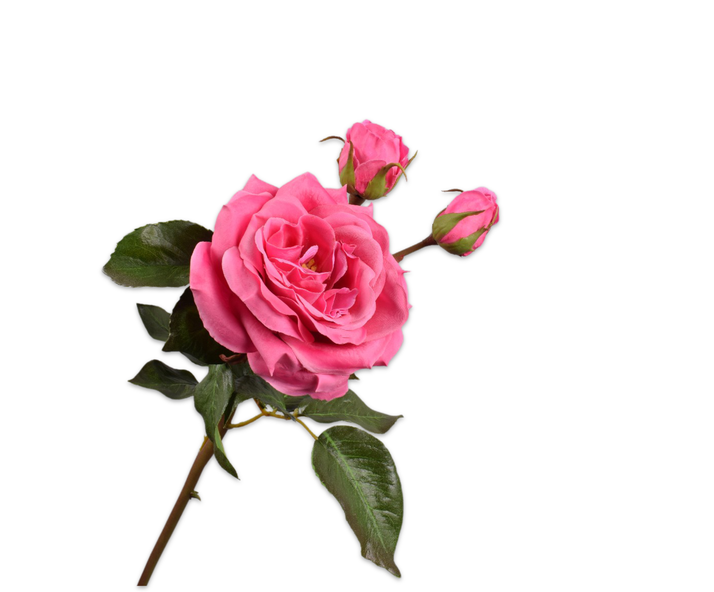 ROOS TAK ROZE DK RT 55 cm