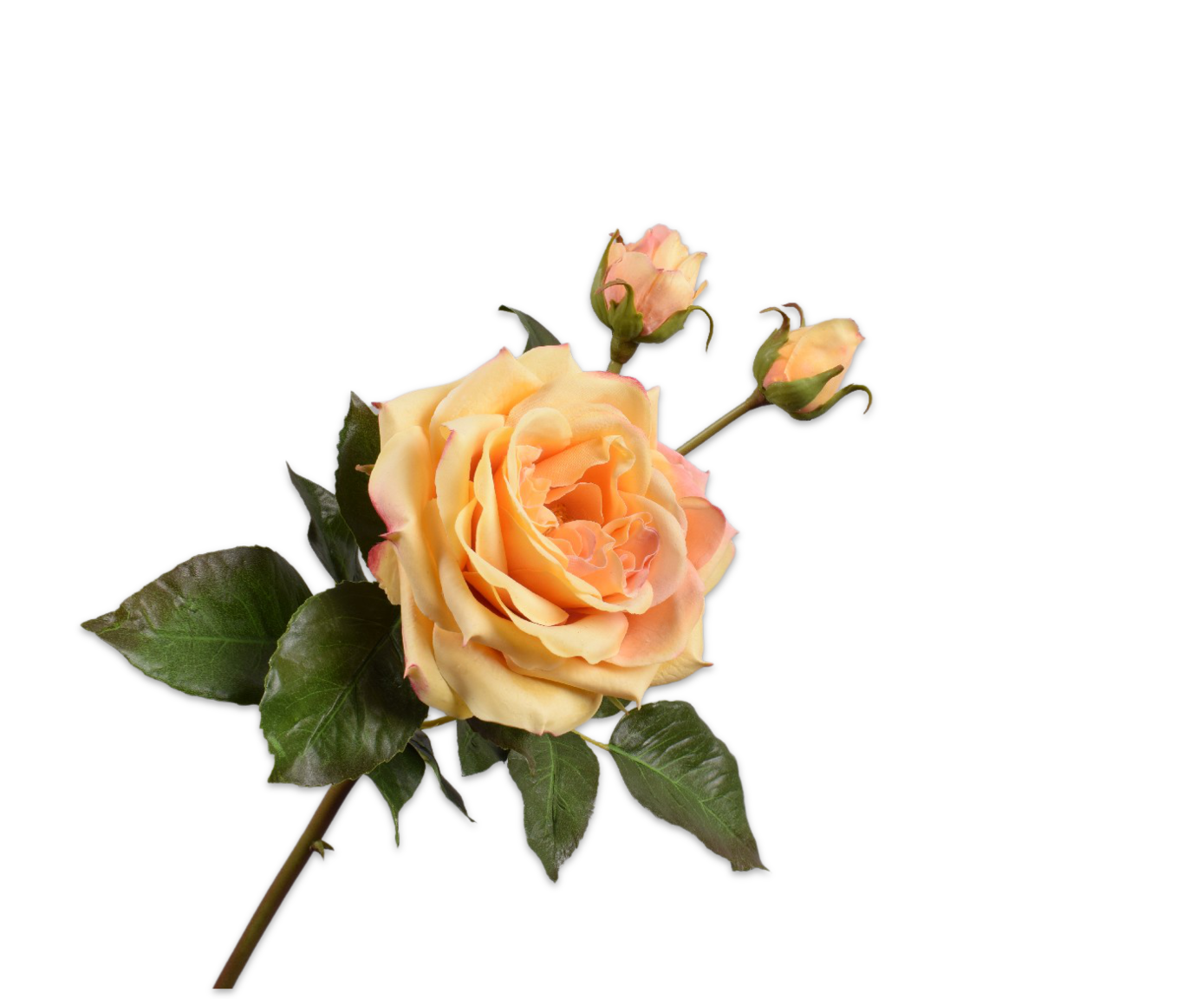 ROOS TAK GEEL RT 55 cm