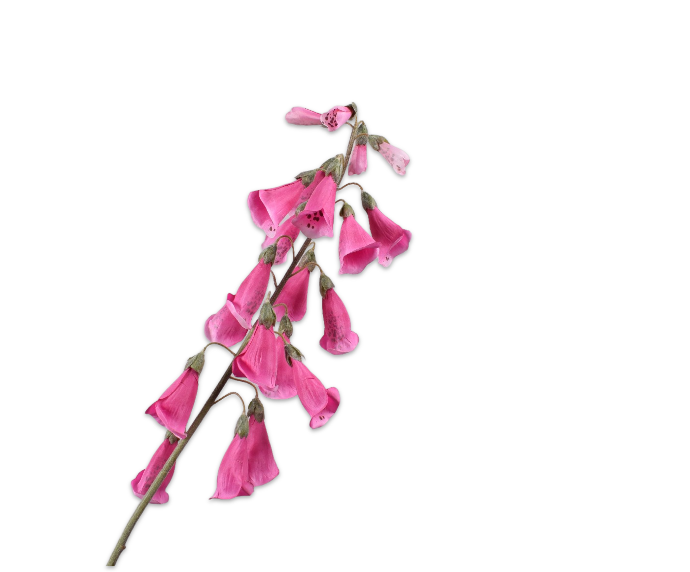 DIGITALIS STEEL ROZE DK 108 cm