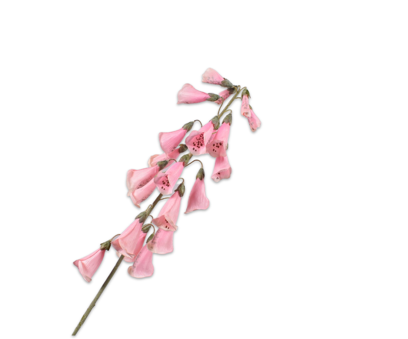 DIGITALIS STEEL ZALM 108 cm