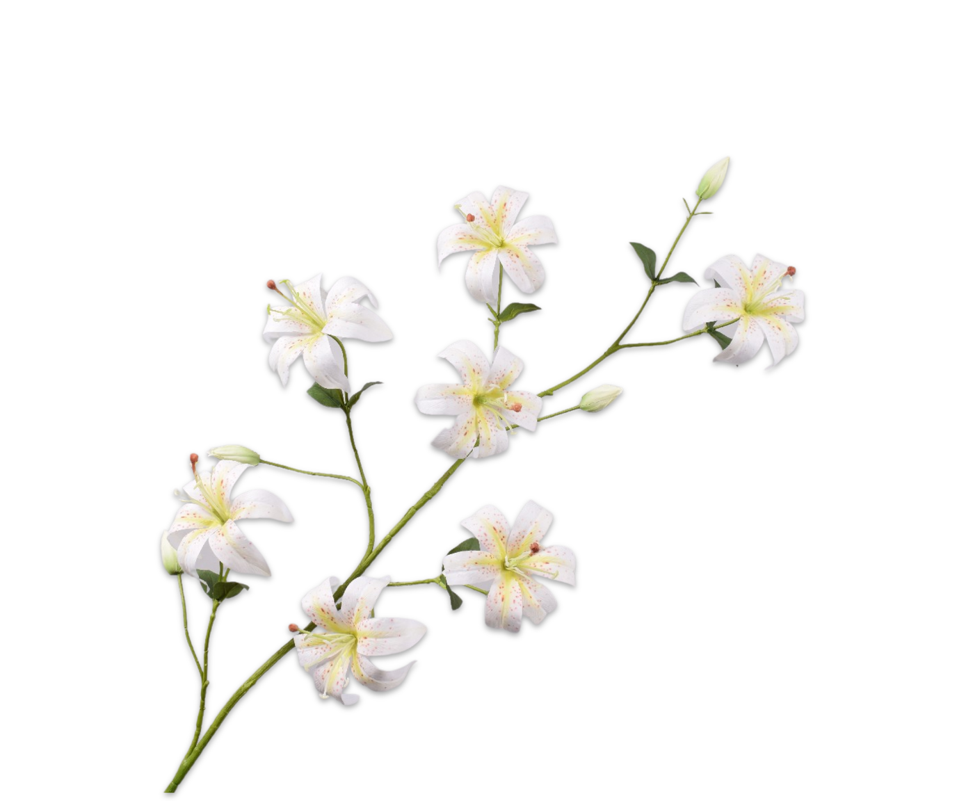 NEP BLOEM LELIE TAK CREME