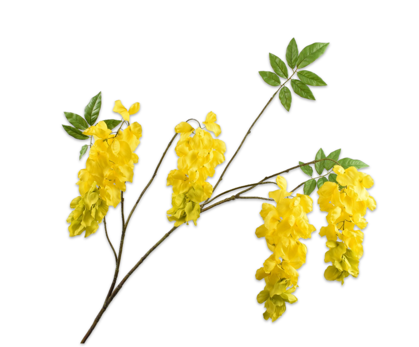 GLYCINE RAMIFIÉE JAUNE  125 CM