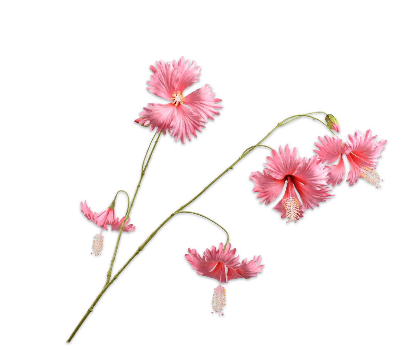 HIBISCUS ZWEIG ROSA  111 CM