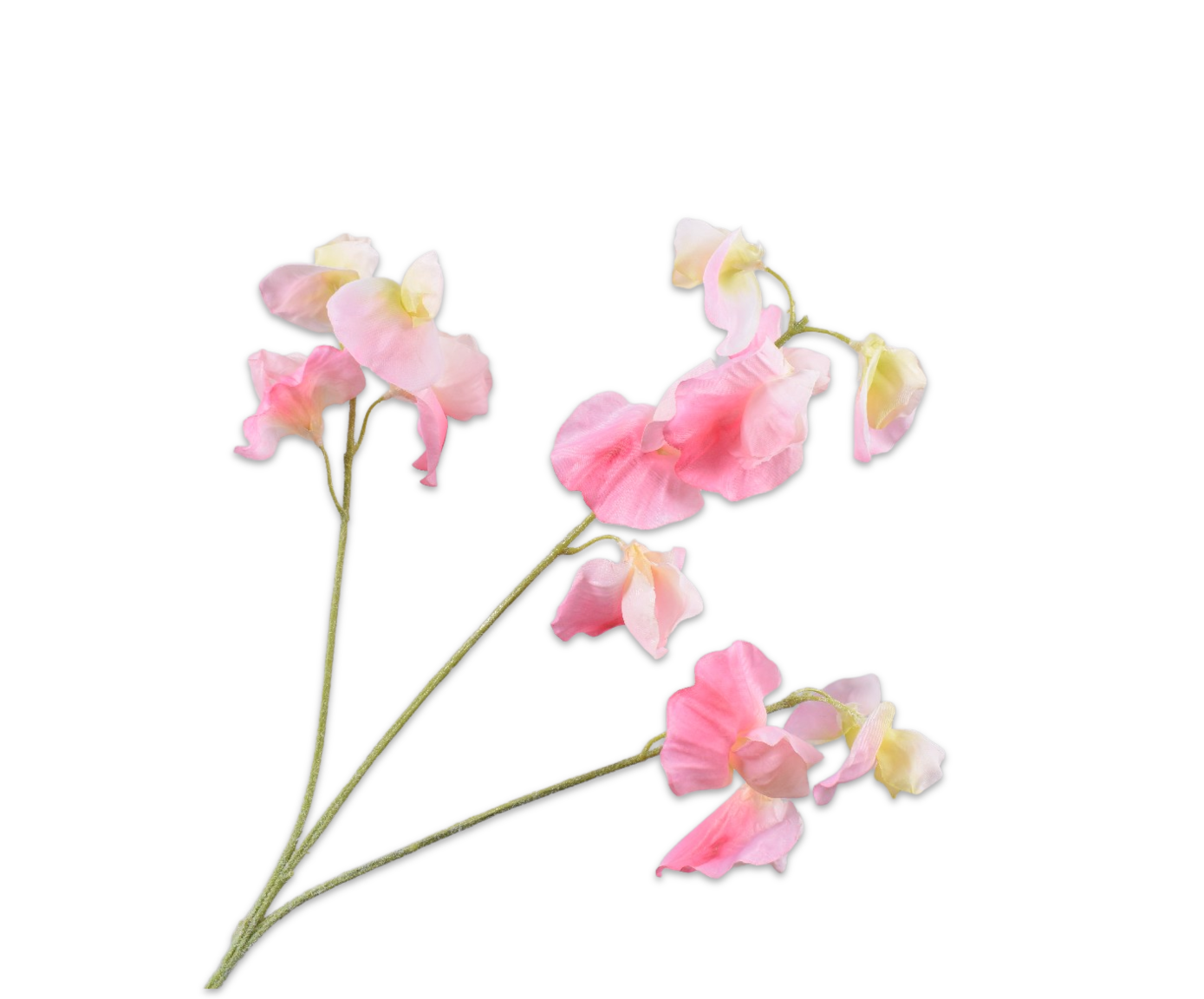 GUISANTE DE OL RAMA ROS/CRE  66 CM