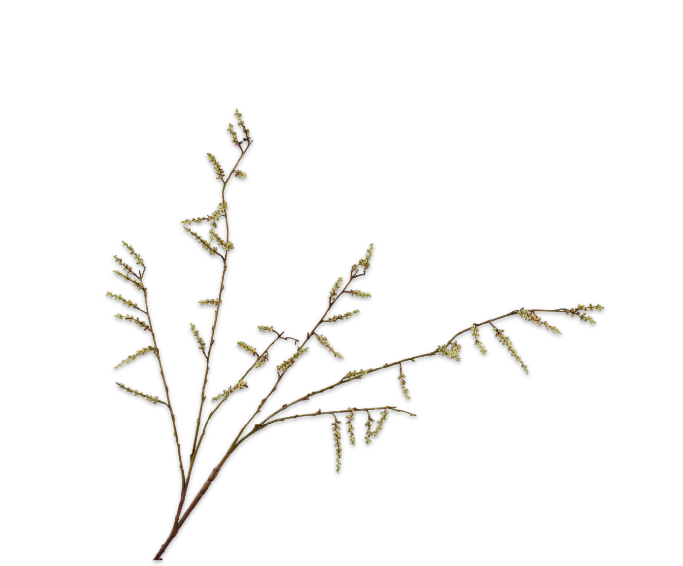 RAMO DI SALICE  VERDE  127 CM