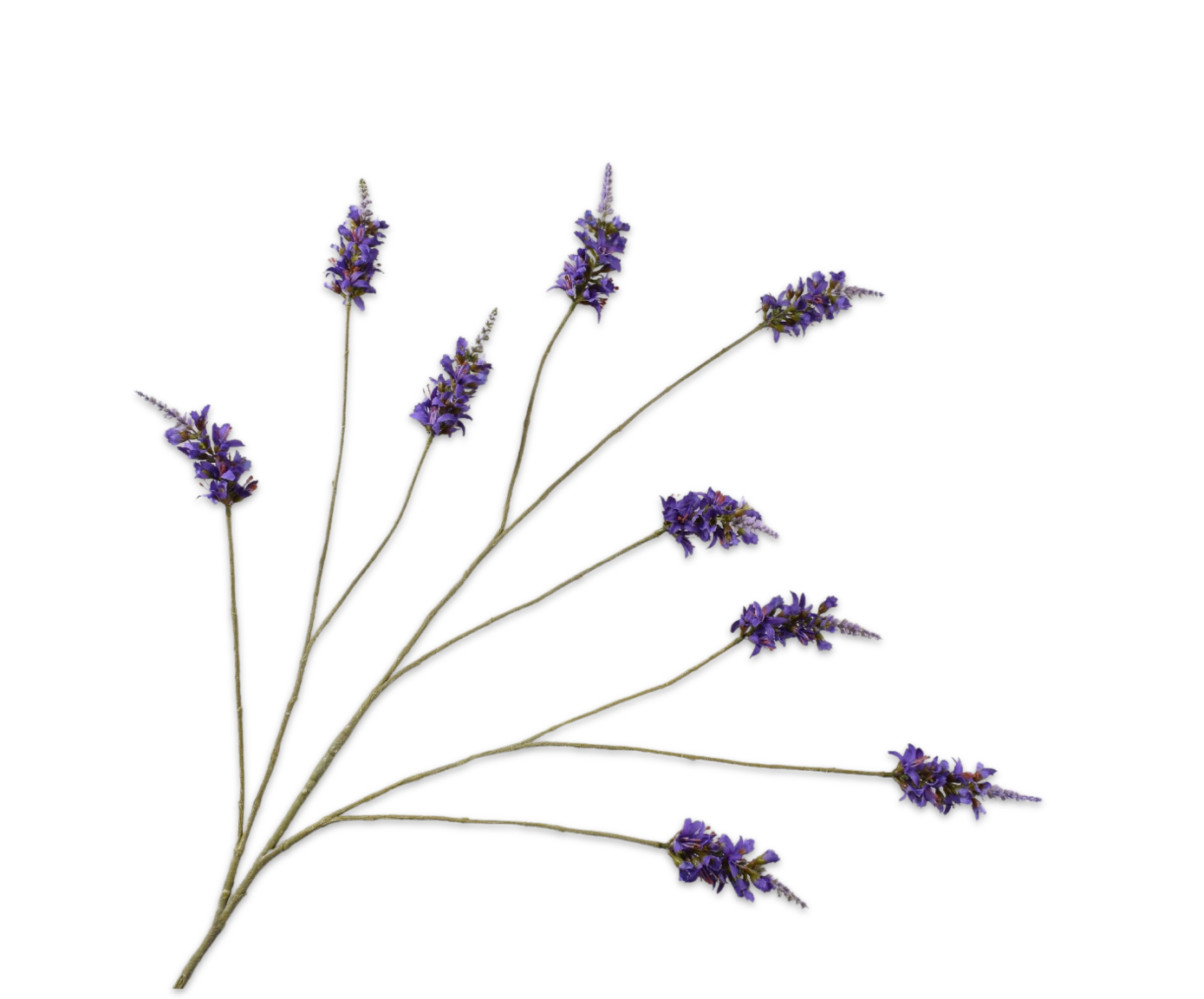 FORSYTHIA RAMA LAVANDA  120 CM