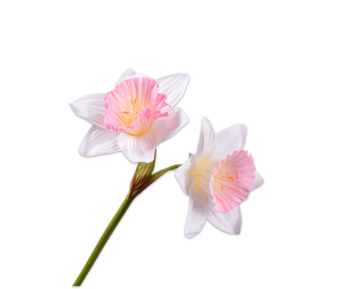 NARCISSE PÉDONCULE ROSA LU 76 CM