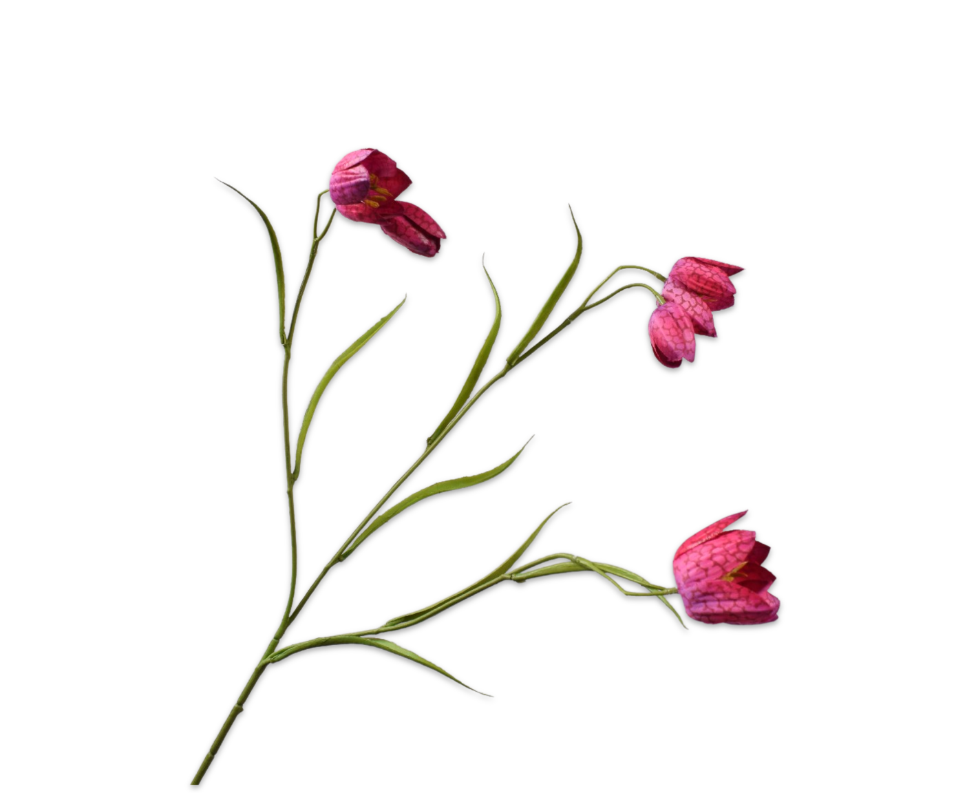 FRITILLARIA SPRAY BEAUTY  64 CM