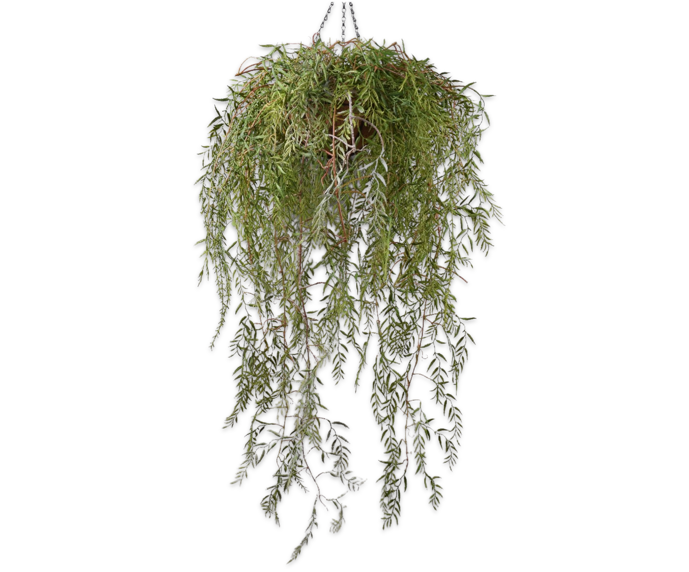 HOYA HANG GREEN  120 CM