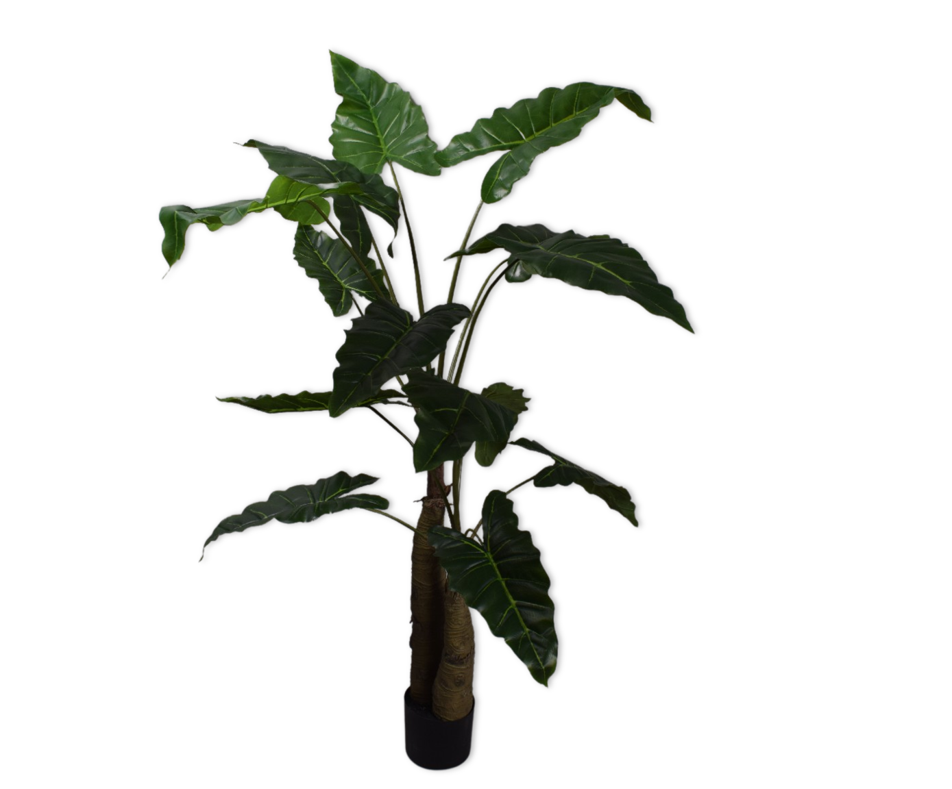 ALOCASIA I/POT GREEN  152 CM