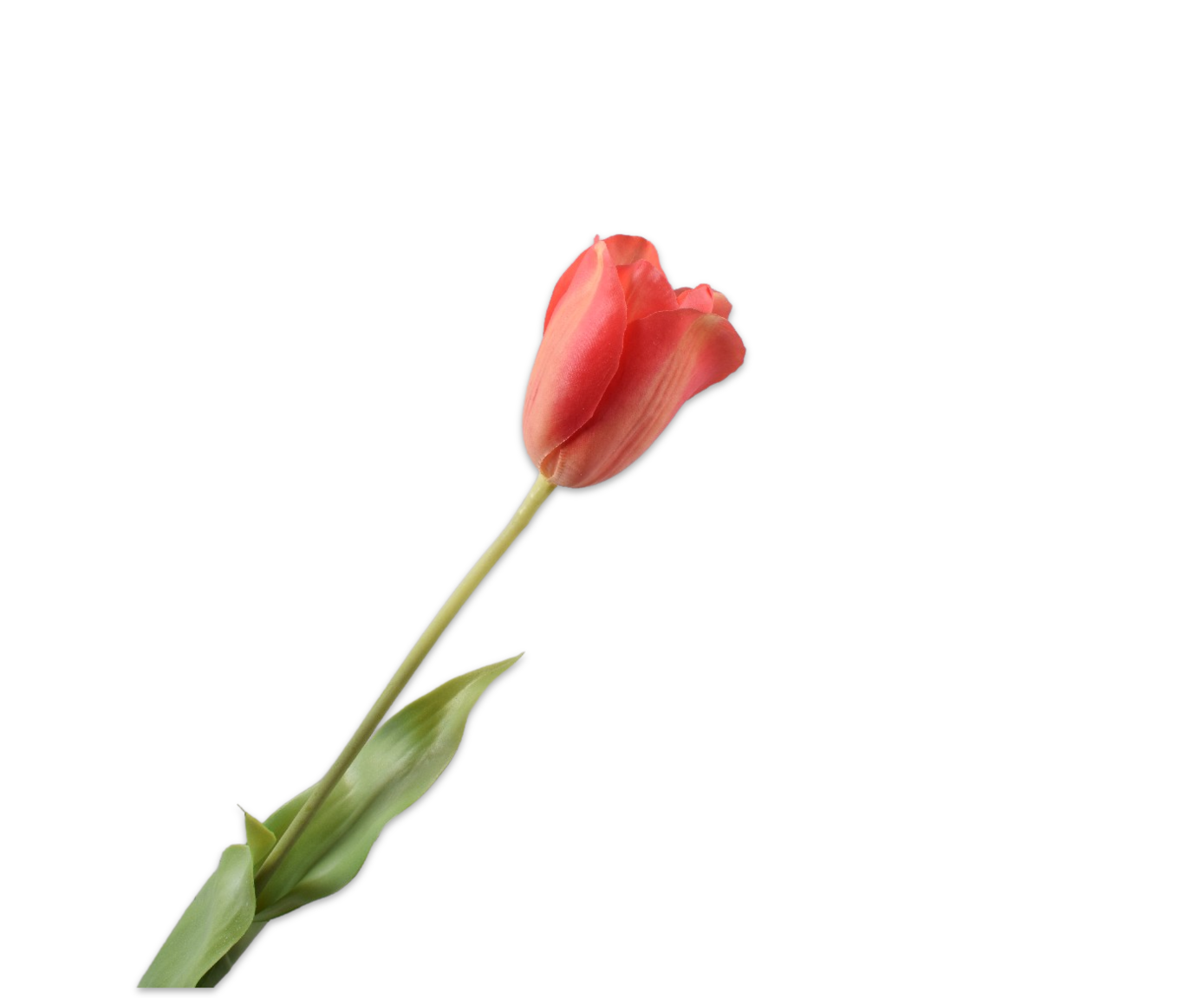 TULP STEEL RD LT RT 72 cm