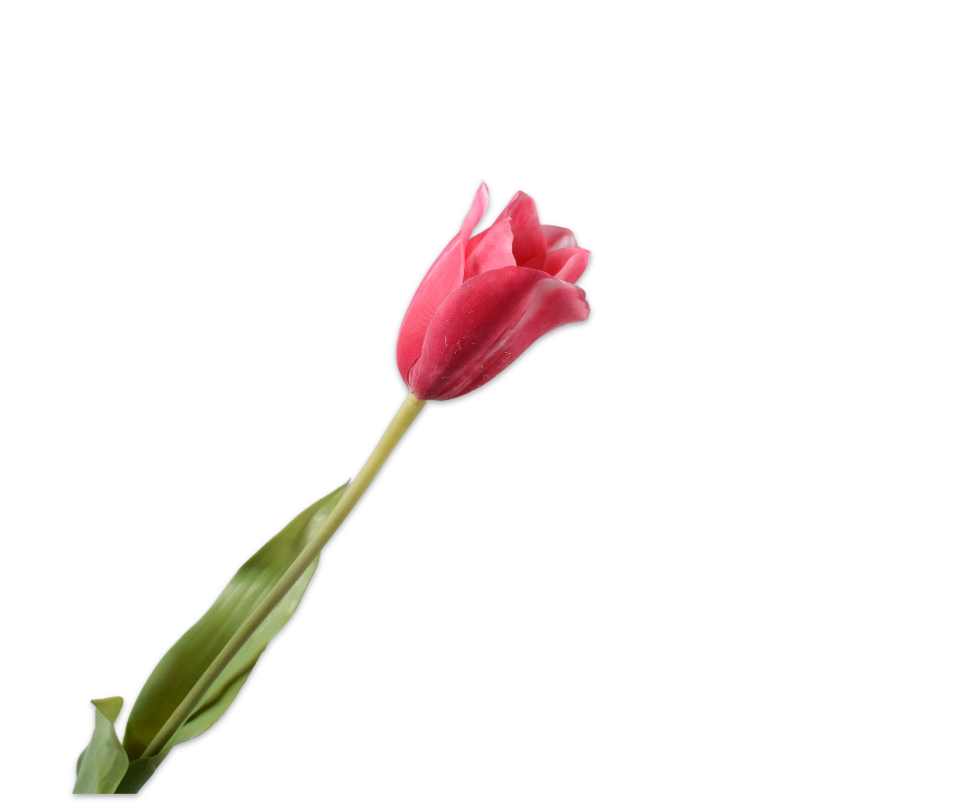 TULP STEEL BEAUTY RT 72 cm